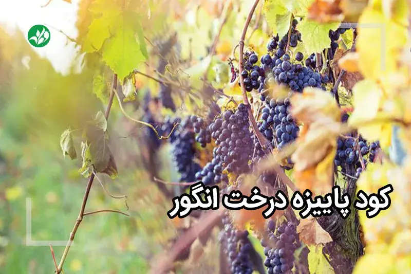 کود پاییزه انگور