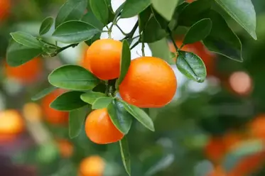 تشکیل میوه