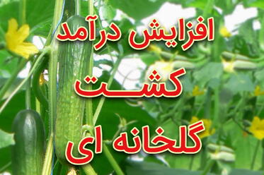 افزایش درآمد در کشت گلخانه ای