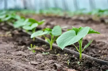 آب سخت در آبیاری کشاورزی