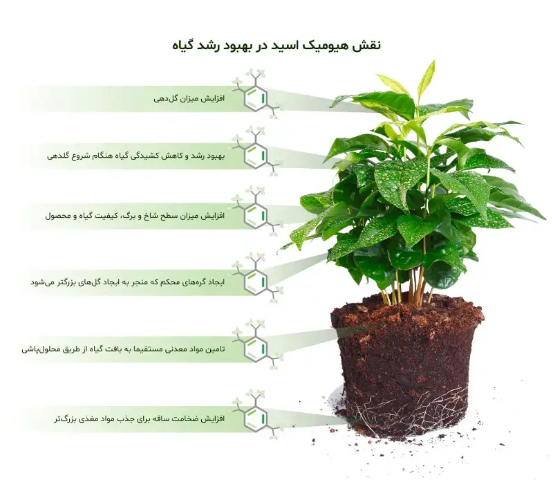 نقش اسید هیومیک در بهبود رشد گیاه