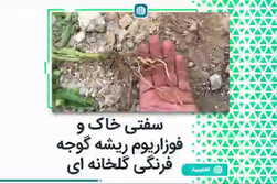 سفتی خاک و فوزاریوم ریشه گوجه فرنگی گلخانه‌ای