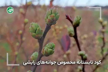 کود تابستانه مخصوص جوانه‌های زایشی