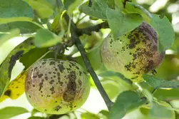 بیماری لکه سیاه سیب
