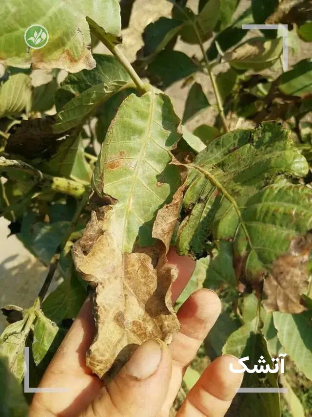 برگ خشک شده گردو به خاطر آتشک