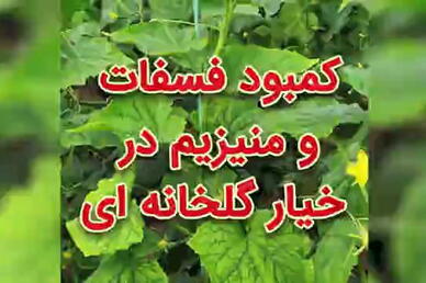 کمبود فسفات و منیزیم در خیار گلخانه