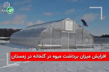 افزایش میزان برداشت میوه در گلخانه در زمستان