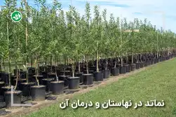 نماتد در نهالستان