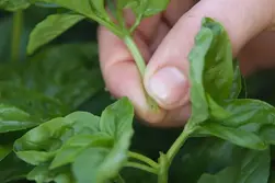 چیدن ساقه های بالایی ریحان