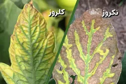 نکروز و کلروز برگ گیاه