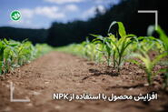 افزایش باردهی با استفاده از کودهای NPK در کشتهای فضای باز