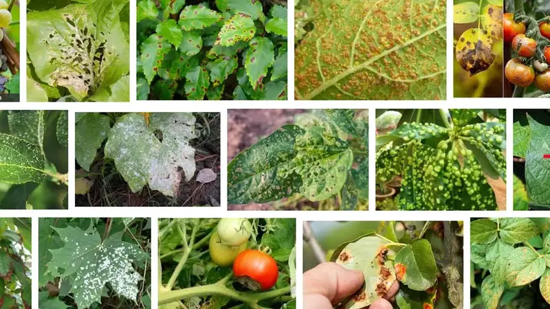 علائم بیماری‌های گیاهی روی برگ