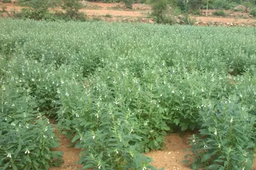 مزرعه کنجد