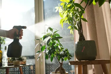 اسپری آب روی برگ گیاهان آپارتمانی