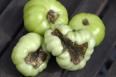 پوسیدگی گلگاه گوجه فرنگی