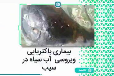 بیماری باکتریی ویروسی آب سیاه سیب