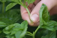 چیدن ساقه های بالایی ریحان