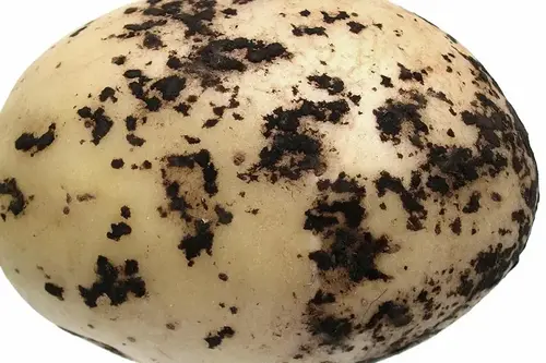 لکه سیاه Black Scurf