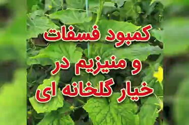 کمبود فسفات و منیزیم در خیار گلخانه