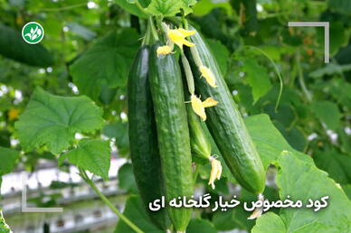 کود مخصوص خیار گلخانه‌ای