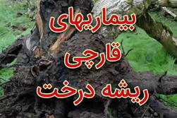 بیماری‌های قارچی ریشه درخت