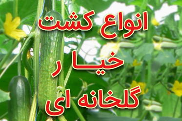 انواع کشت خیار گلخانه ای