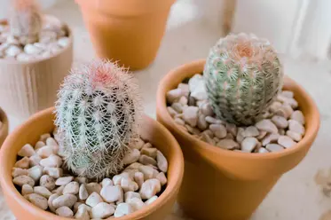 دو گلدان کاکتوس اکینو سرئوس