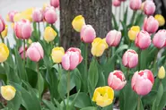 گل‌های لاله