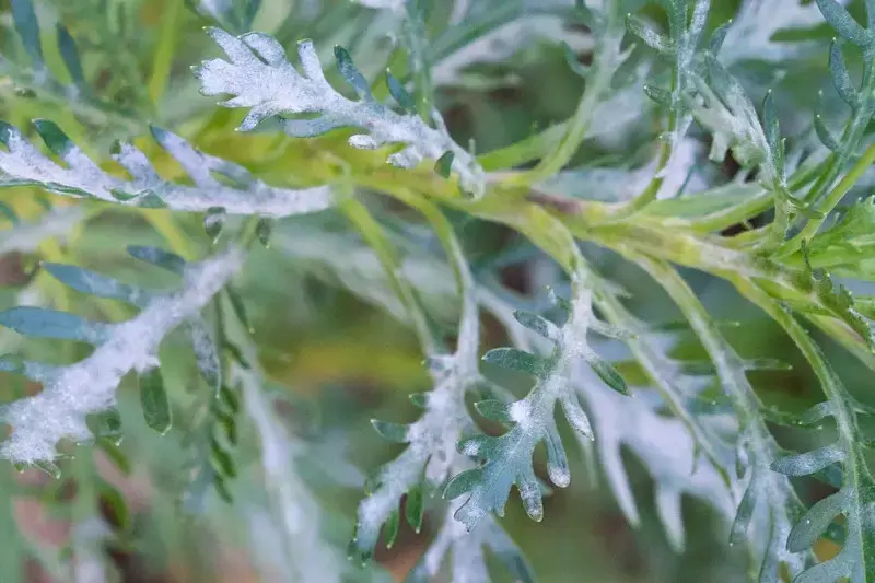 سفیدک پودری روی برگ