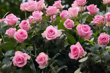 کوددهی گل رز