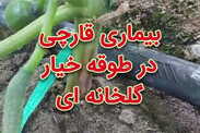 بیماری قارچی در طوقه خیار گلخانه‌ای
