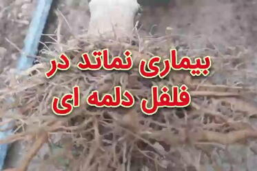 بیماری نماتد فلفل دلمه‌ای