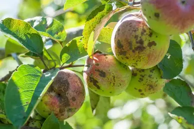 آسیب ناشی از لکه سیاه سیب