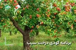 کود مخصوص درخت سیب