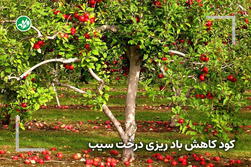 کود مخصوص کاهش بادریزی درختان سیب