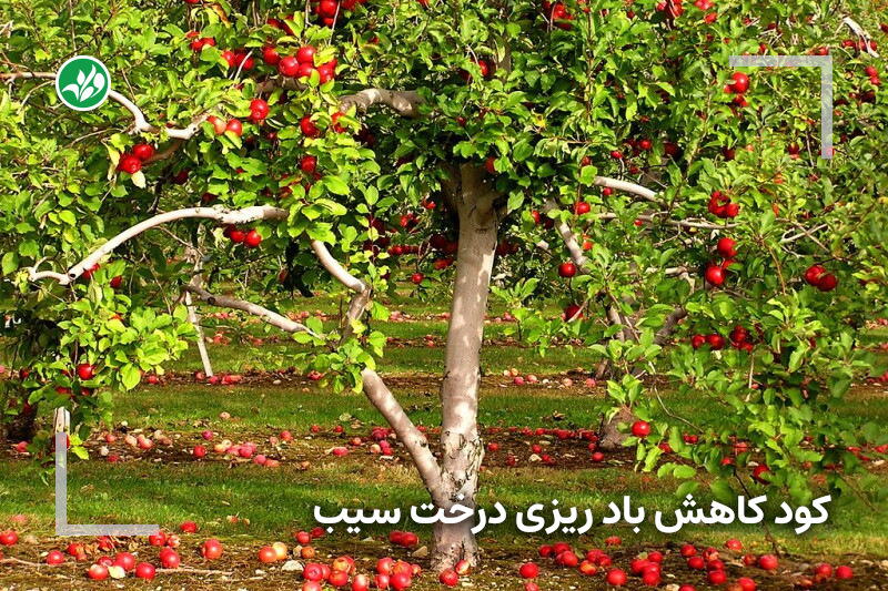 کود مخصوص کاهش بادریزی درختان سیب