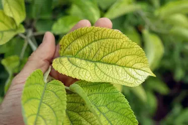 برگ زرد درخت به علت کمبود مواد مغذی