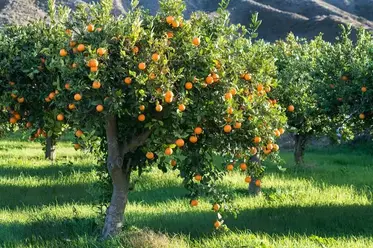 بیمارهای شایع درخت پرتغال