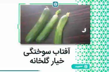 آفتاب سوختگی خیار گلخانه
