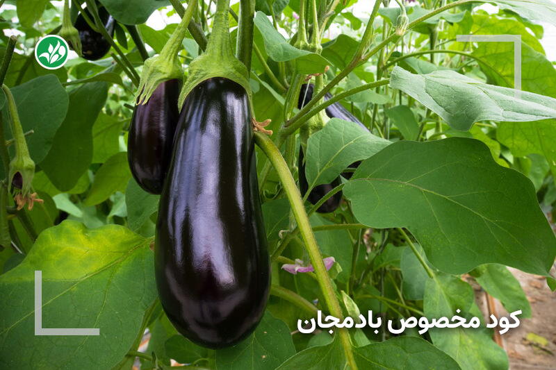 کود مخصوص بادمجان سیاه