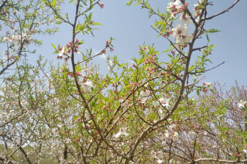 وضعیت درختی که از کود بهاره استفاده کرده است