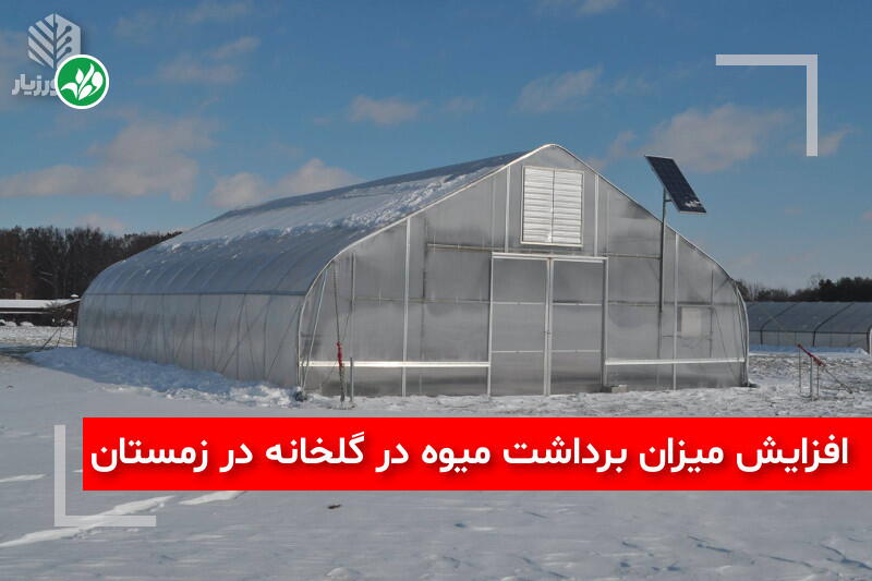 افزایش میزان برداشت میوه در گلخانه در زمستان