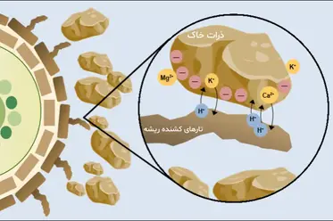 اهمیت نقش ظرفیت تبادل کاتیونی خاک