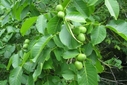 درخت گروه با آفت کرم خراط