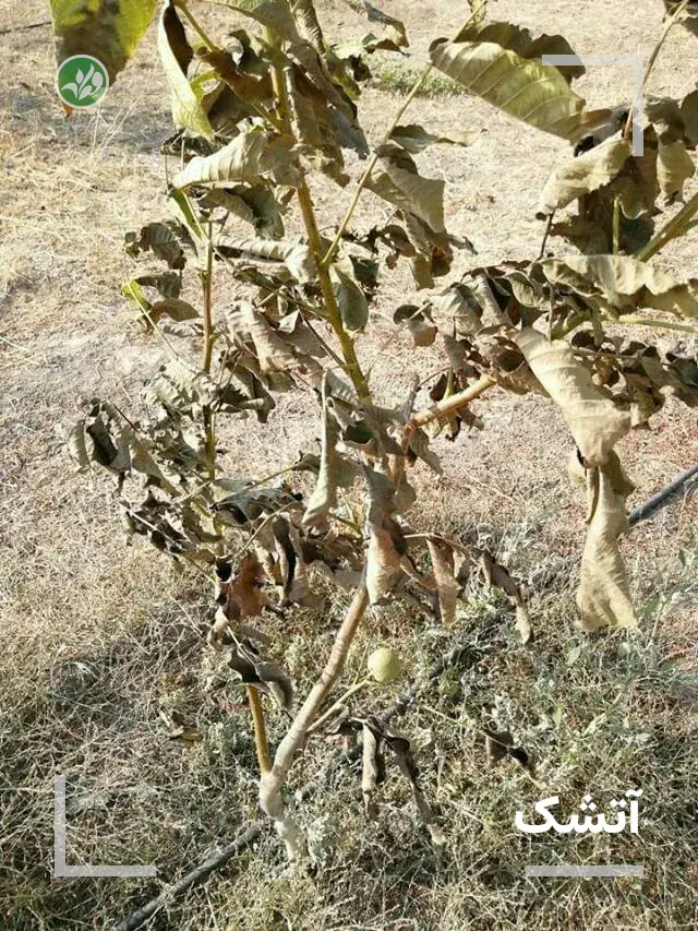 درخت خشک شده از بیماری آتشک