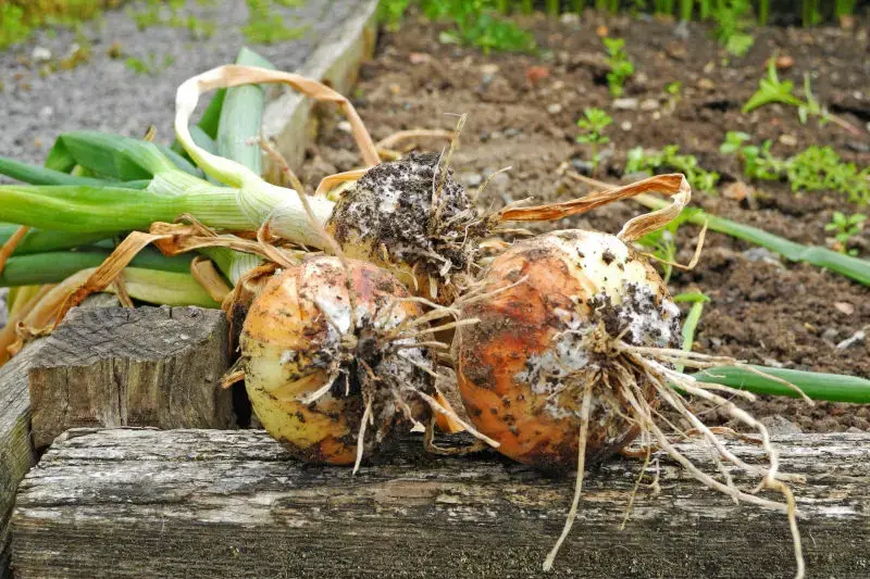 پوسیدگی پیاز گیاهان