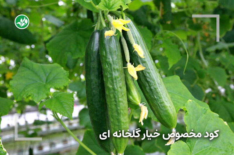 کود مخصوص خیار گلخانه‌ای