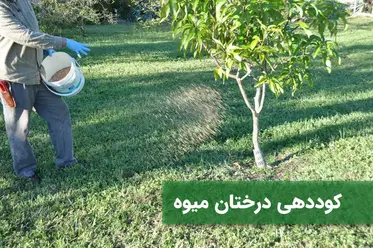 زمان و شیوه‌ی کود‌دهی به درختان میوه