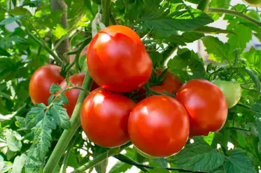 بوته گوجه فرنگی با چند گوجه فرنگی