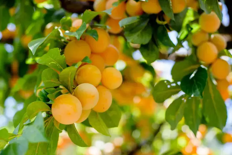 چرا درخت میوه‌تان میوه نمی‌دهند؟